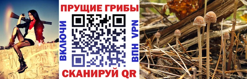 Псилоцибиновые грибы прущие грибы  МЕГА   Закаменск 